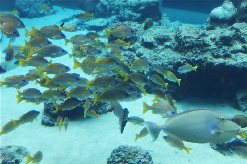 日本旅遊-美麗海水族館 海洋博公園 8.6公尺超大鯨鯊 迷彩絢爛的美麗海洋世界 - 第11張圖 IMG_2127