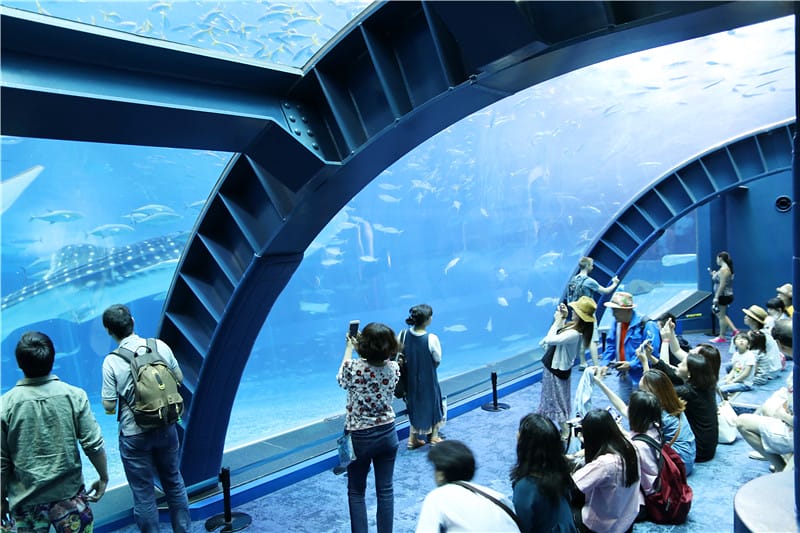 日本旅遊-美麗海水族館 海洋博公園 8.6公尺超大鯨鯊 迷彩絢爛的美麗海洋世界 - 第30張圖 IMG_2218