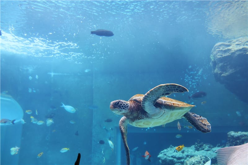 日本旅遊-美麗海水族館 海洋博公園 8.6公尺超大鯨鯊 迷彩絢爛的美麗海洋世界 - 第14張圖 IMG_2130