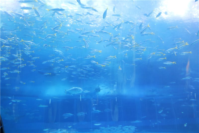 日本旅遊-美麗海水族館 海洋博公園 8.6公尺超大鯨鯊 迷彩絢爛的美麗海洋世界 - 第29張圖 IMG_2193