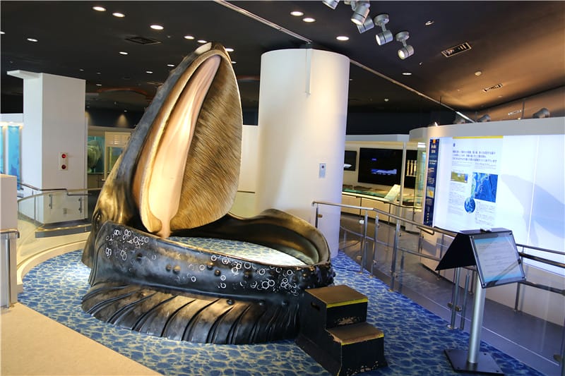 日本旅遊-美麗海水族館 海洋博公園 8.6公尺超大鯨鯊 迷彩絢爛的美麗海洋世界 - 第36張圖 IMG_2222