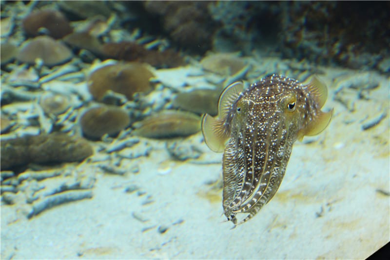 日本旅遊-美麗海水族館 海洋博公園 8.6公尺超大鯨鯊 迷彩絢爛的美麗海洋世界 - 第10張圖 IMG_2116