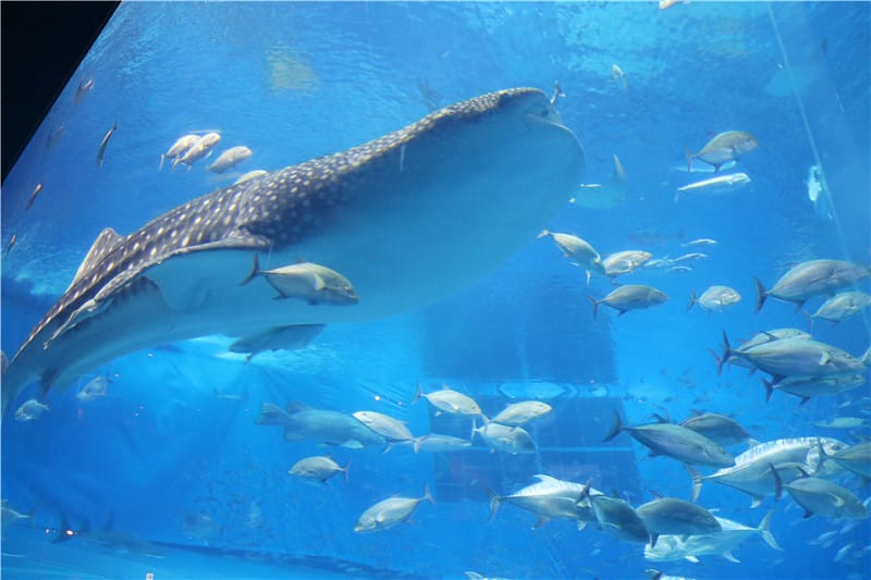 日本旅遊-美麗海水族館 海洋博公園 8.6公尺超大鯨鯊 迷彩絢爛的美麗海洋世界 - 第23張圖 IMG_2183