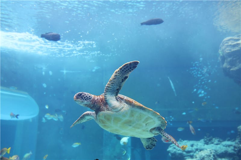 日本旅遊-美麗海水族館 海洋博公園 8.6公尺超大鯨鯊 迷彩絢爛的美麗海洋世界 - 第15張圖 IMG_2132