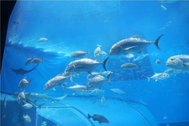 日本旅遊-美麗海水族館 海洋博公園 8.6公尺超大鯨鯊 迷彩絢爛的美麗海洋世界 - 第21張圖 IMG_2169