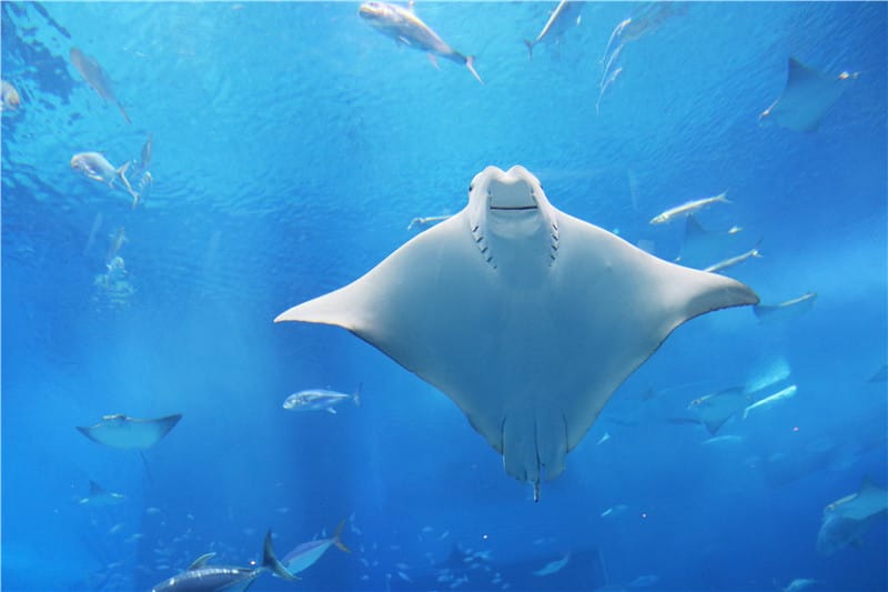 日本旅遊-美麗海水族館 海洋博公園 8.6公尺超大鯨鯊 迷彩絢爛的美麗海洋世界 - 第22張圖 IMG_2172