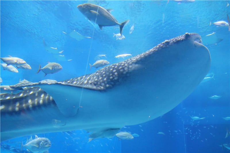 日本旅遊-美麗海水族館 海洋博公園 8.6公尺超大鯨鯊 迷彩絢爛的美麗海洋世界 - 第24張圖 IMG_2175