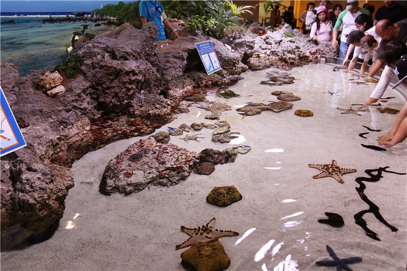 日本旅遊-美麗海水族館 海洋博公園 8.6公尺超大鯨鯊 迷彩絢爛的美麗海洋世界 - 第6張圖 IMG_2098