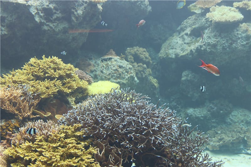 日本旅遊-美麗海水族館 海洋博公園 8.6公尺超大鯨鯊 迷彩絢爛的美麗海洋世界 - 第7張圖 IMG_2111