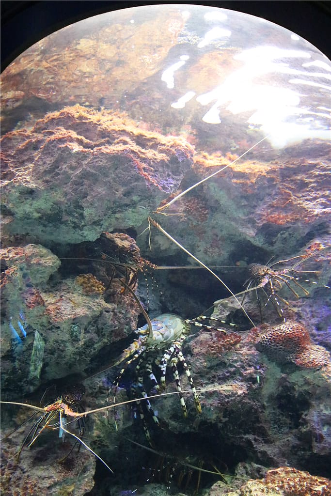 日本旅遊-美麗海水族館 海洋博公園 8.6公尺超大鯨鯊 迷彩絢爛的美麗海洋世界 - 第17張圖 IMG_2143