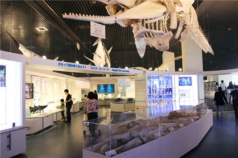 日本旅遊-美麗海水族館 海洋博公園 8.6公尺超大鯨鯊 迷彩絢爛的美麗海洋世界 - 第37張圖 IMG_2225