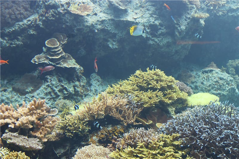 日本旅遊-美麗海水族館 海洋博公園 8.6公尺超大鯨鯊 迷彩絢爛的美麗海洋世界 - 第8張圖 IMG_2113