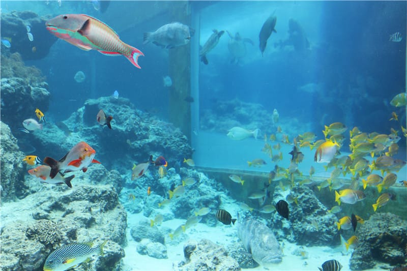 日本旅遊-美麗海水族館 海洋博公園 8.6公尺超大鯨鯊 迷彩絢爛的美麗海洋世界 - 第13張圖 IMG_2138