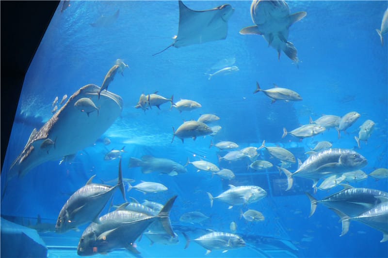 日本旅遊-美麗海水族館 海洋博公園 8.6公尺超大鯨鯊 迷彩絢爛的美麗海洋世界 - 第20張圖 IMG_2182