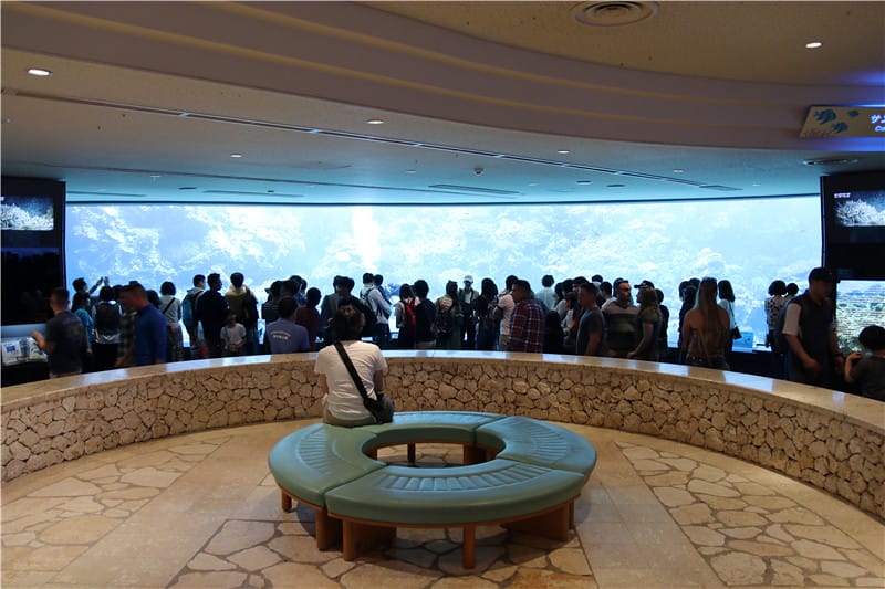 日本旅遊-美麗海水族館 海洋博公園 8.6公尺超大鯨鯊 迷彩絢爛的美麗海洋世界 - 第5張圖 IMG_2097
