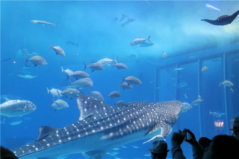 日本旅遊-美麗海水族館 海洋博公園 8.6公尺超大鯨鯊 迷彩絢爛的美麗海洋世界 - 第25張圖 IMG_2168