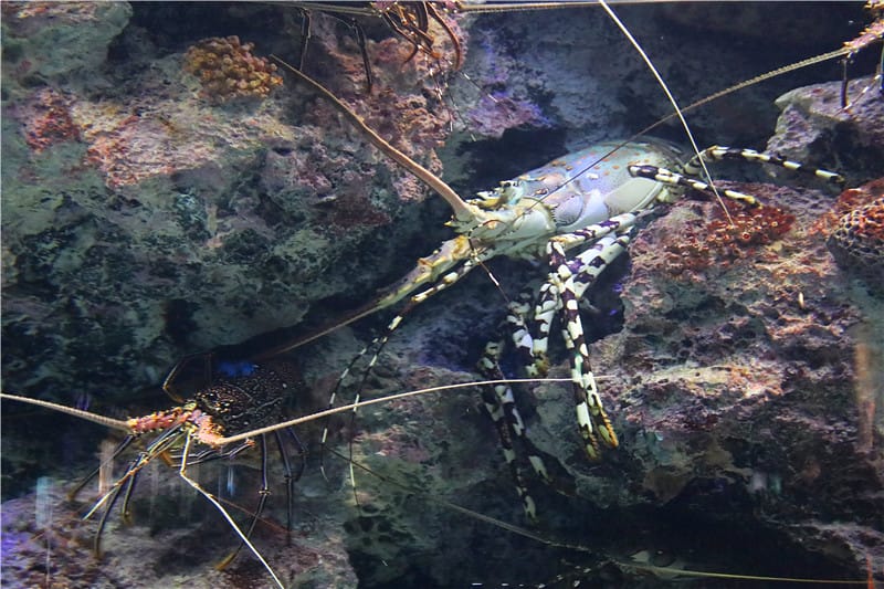 日本旅遊-美麗海水族館 海洋博公園 8.6公尺超大鯨鯊 迷彩絢爛的美麗海洋世界 - 第18張圖 IMG_2144