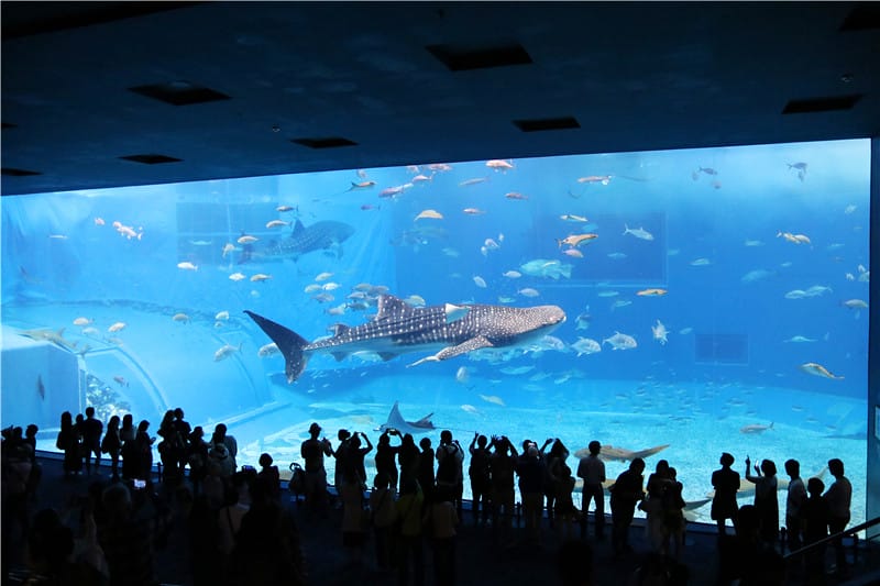 日本旅遊-美麗海水族館 海洋博公園 8.6公尺超大鯨鯊 迷彩絢爛的美麗海洋世界 - 第19張圖 IMG_2167