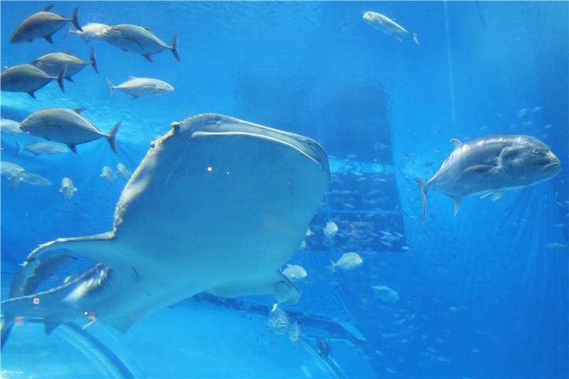 日本旅遊-美麗海水族館 海洋博公園 8.6公尺超大鯨鯊 迷彩絢爛的美麗海洋世界 - 第26張圖 IMG_2174
