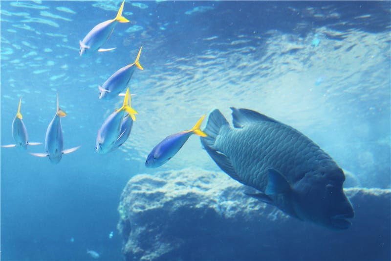 日本旅遊-美麗海水族館 海洋博公園 8.6公尺超大鯨鯊 迷彩絢爛的美麗海洋世界 - 第12張圖 IMG_2128