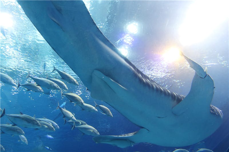 日本旅遊-美麗海水族館 海洋博公園 8.6公尺超大鯨鯊 迷彩絢爛的美麗海洋世界 - 第27張圖 IMG_2190