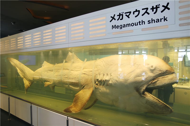 日本旅遊-美麗海水族館 海洋博公園 8.6公尺超大鯨鯊 迷彩絢爛的美麗海洋世界 - 第38張圖 IMG_2224