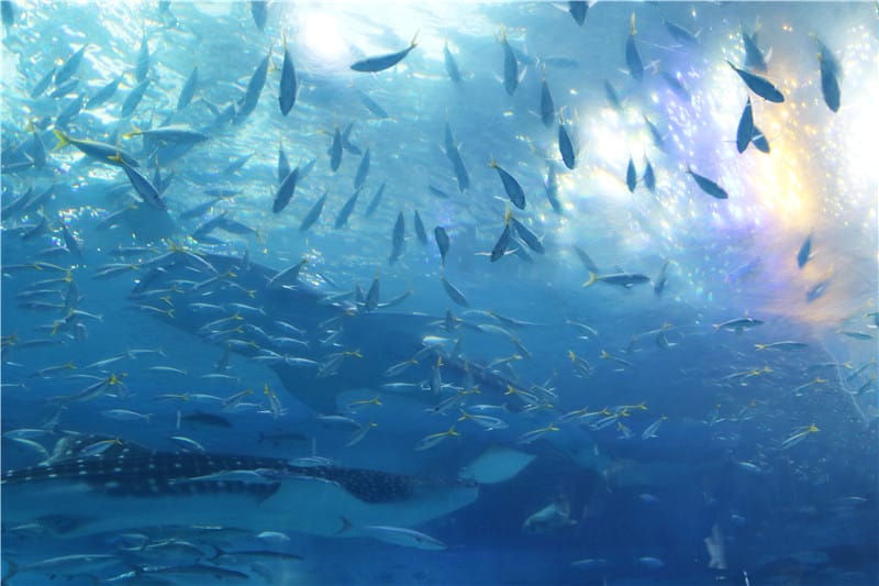 日本旅遊-美麗海水族館 海洋博公園 8.6公尺超大鯨鯊 迷彩絢爛的美麗海洋世界 - 第28張圖 IMG_2220