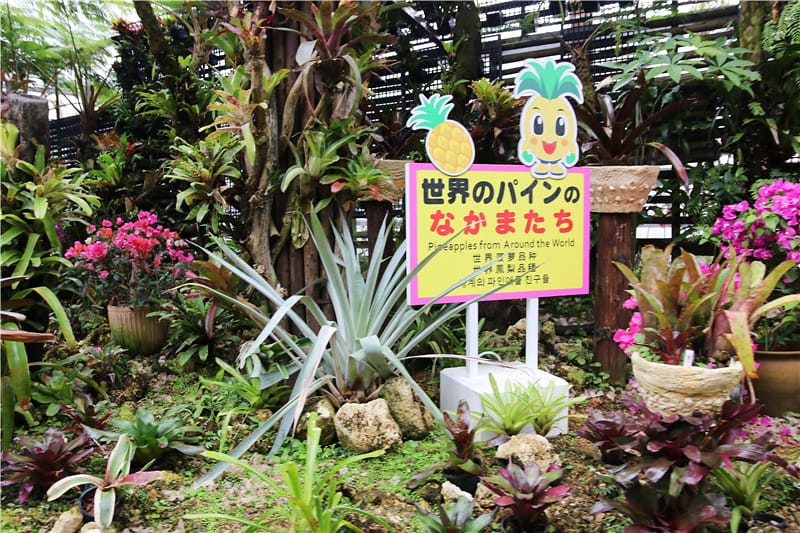 日本旅遊-名護鳳梨公園 可愛鳳梨車新鮮上路!!還有卡哇伊鳳梨號等你來開噗噗 - 第28張圖 IMG_2739