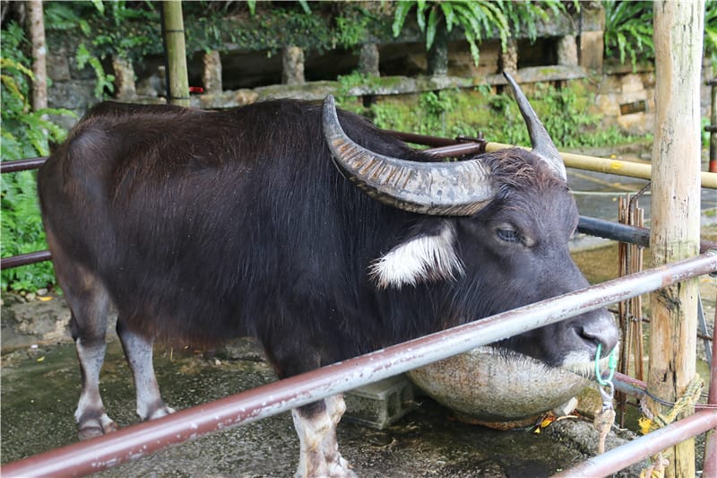 日本旅遊-琉球村主題樂園 沖繩風丨風獅爺 首次旅行琉球必逛的推薦傳藝景點!! - 第36張圖 IMG_3187