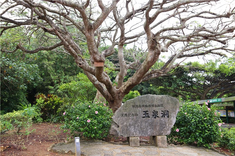 日本旅遊-おきなわワールド沖繩世界文化王國・玉泉洞 長達5公里的鐘乳石洞 - 第7張圖 IMG_3410
