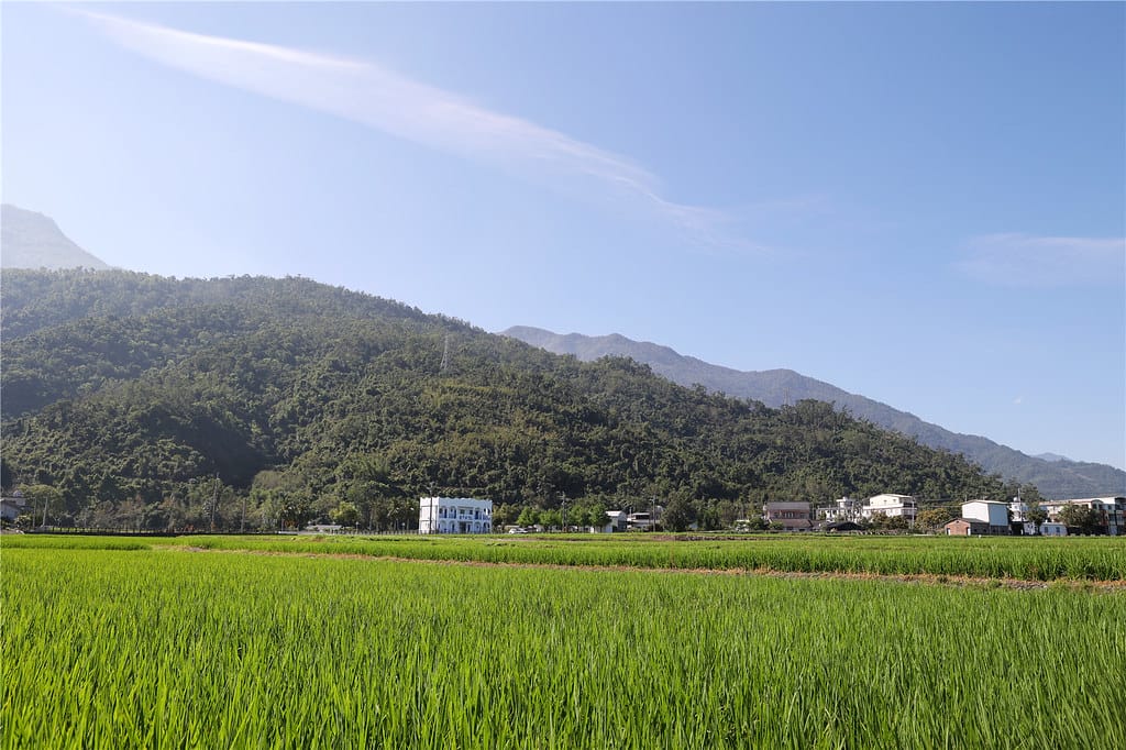 台東住宿-茶田關舍貳館 超美水稻田景觀民宿丨令人驚豔的手作早