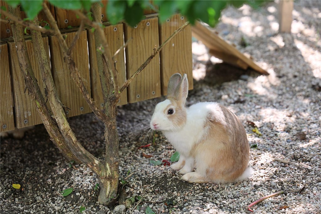 高雄旅遊-天使&惡魔寵物互動園區 城市光廊的華麗轉身!? 超
