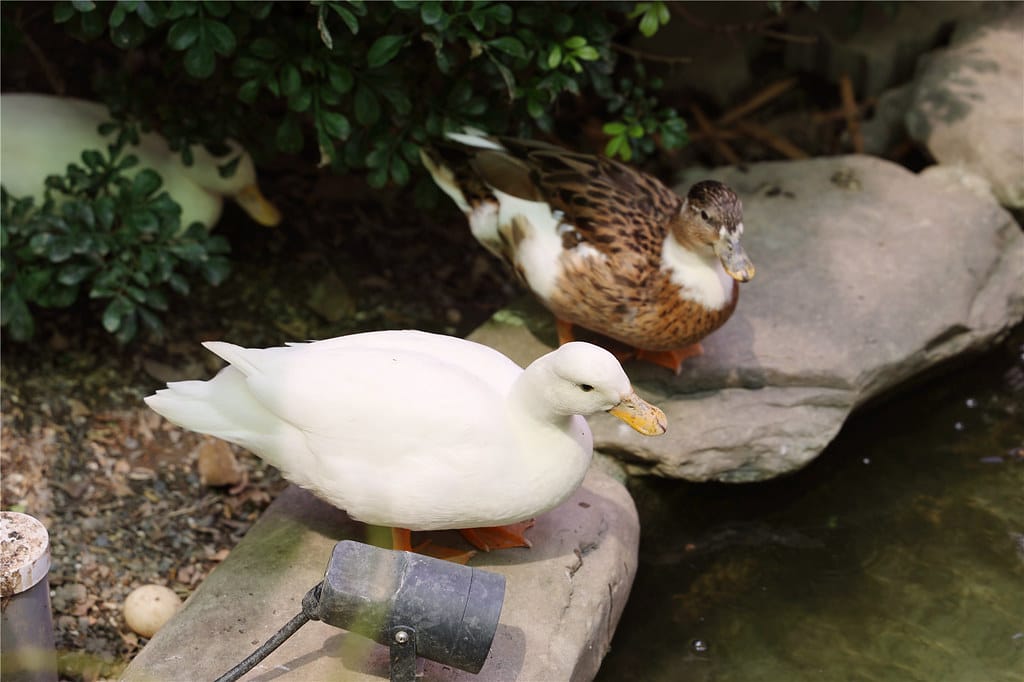 高雄旅遊-天使&惡魔寵物互動園區 城市光廊的華麗轉身!? 超