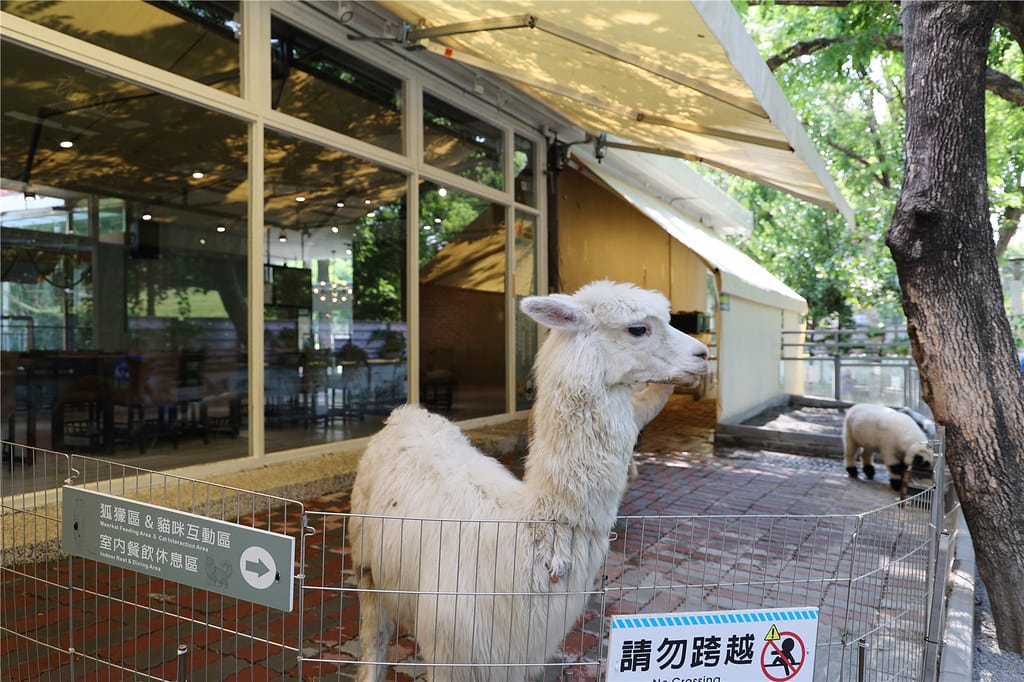 高雄旅遊-天使&惡魔寵物互動園區 城市光廊的華麗轉身!? 超