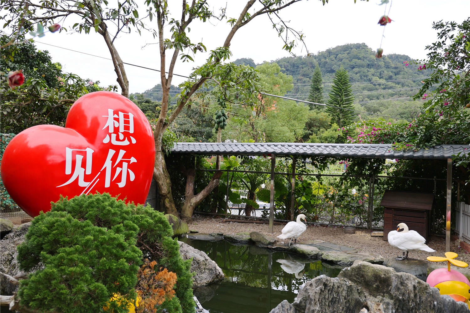 桃園旅遊-蘇家莊園 讓可愛浣熊.笑笑羊來療癒你的心靈丨還有迷你小白免.龍貓可互動餵食