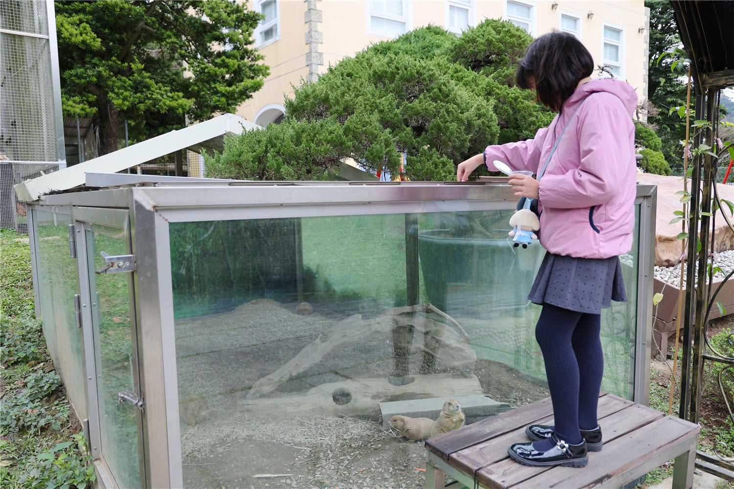 桃園旅遊-蘇家莊園 讓可愛浣熊.笑笑羊來療癒你的心靈丨還有迷你小白免.龍貓可互動餵食