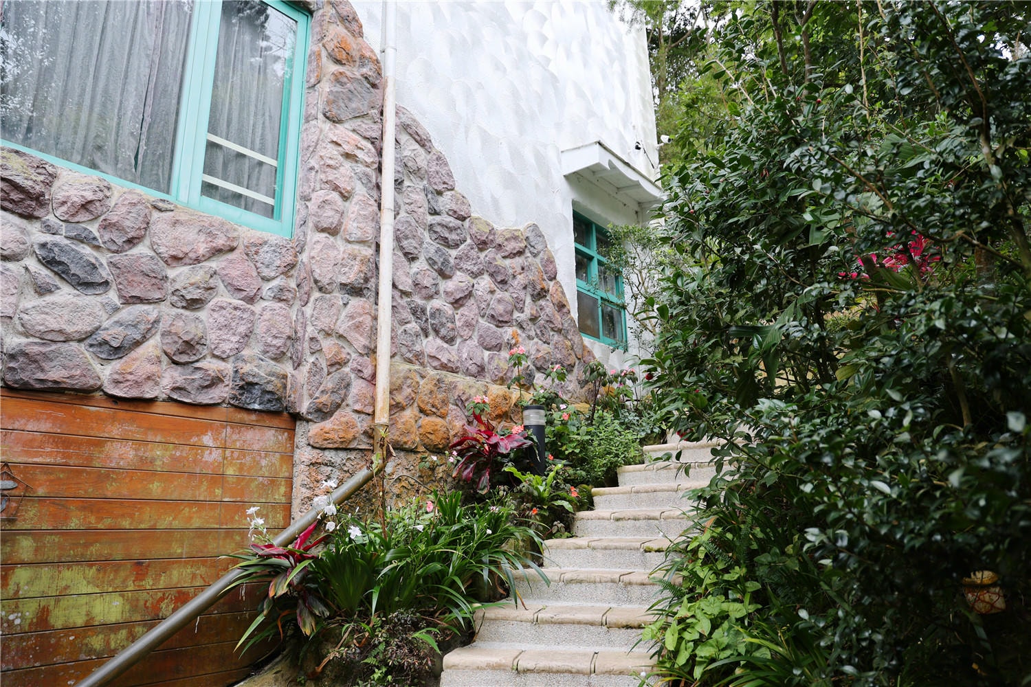 苗栗住宿-南庄橄欖樹咖啡民宿 走進迷霧森林裡的童話小屋丨萌寵貓咪是你的玩伴還是僕人!?