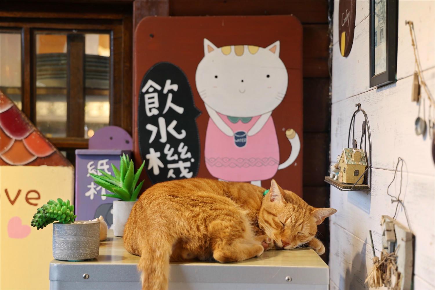 苗栗住宿-南庄橄欖樹咖啡民宿 走進迷霧森林裡的童話小屋丨萌寵貓咪是你的玩伴還是僕人!?