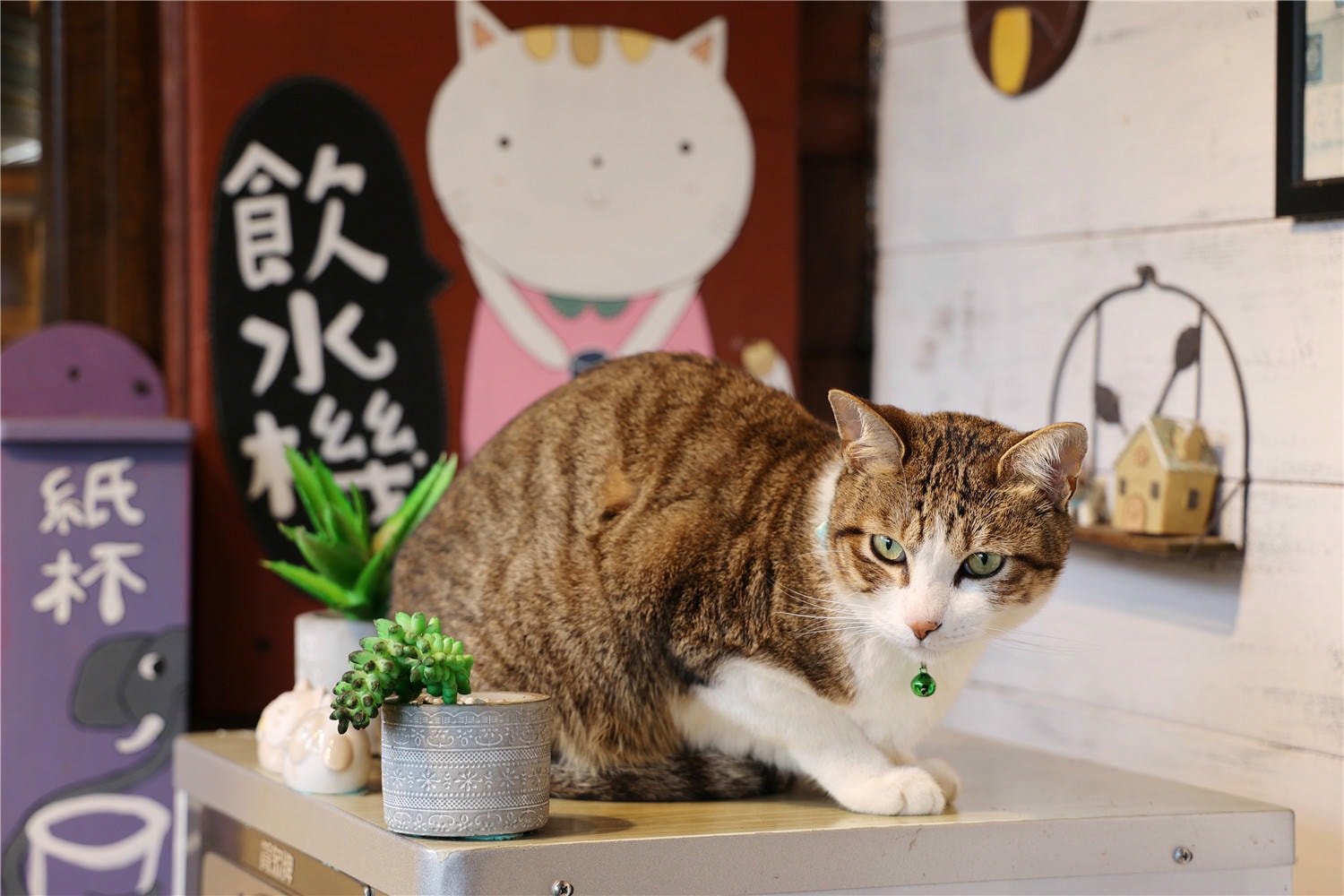 苗栗住宿-南庄橄欖樹咖啡民宿 走進迷霧森林裡的童話小屋丨萌寵貓咪是你的玩伴還是僕人!?