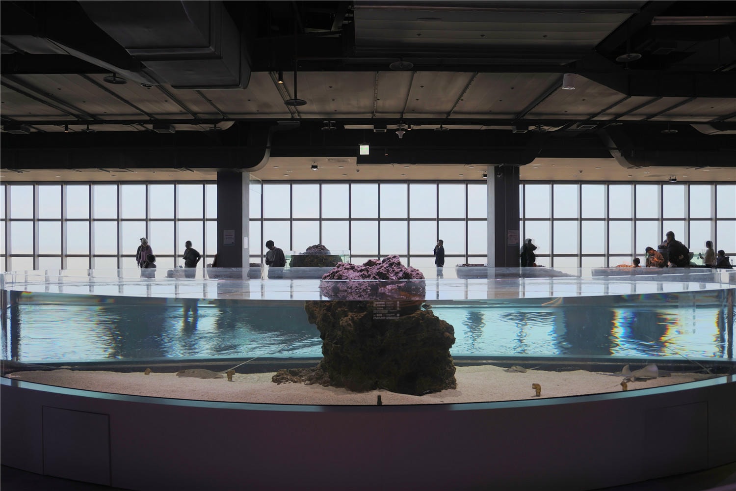 台中旅遊-台中海洋館 猶如海洋藝術展覽般的水族館丨企鵝隧道超吸睛