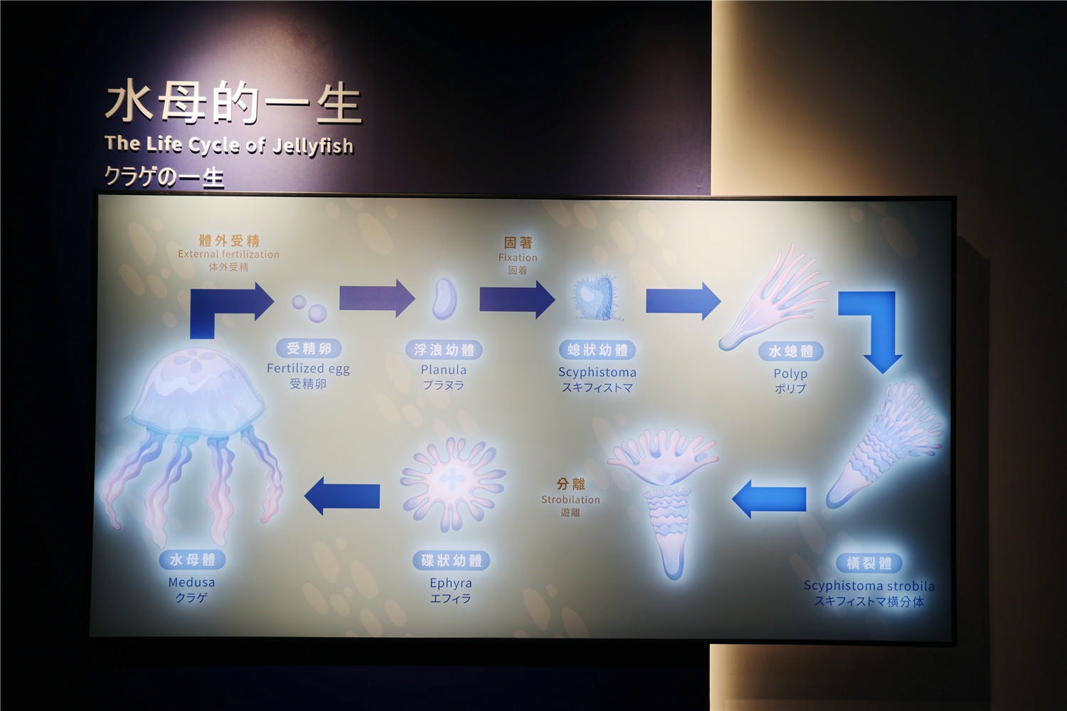 台中旅遊-台中海洋館 猶如海洋藝術展覽般的水族館丨企鵝隧道超吸睛