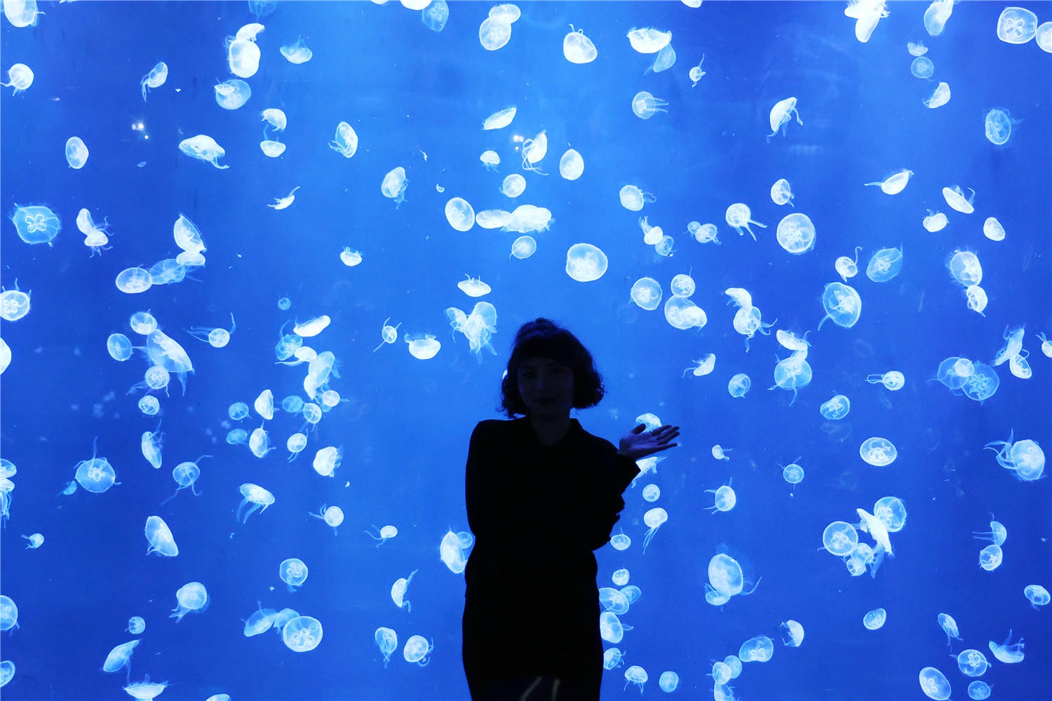 台中旅遊-台中海洋館 猶如海洋藝術展覽般的水族館丨企鵝隧道超吸睛