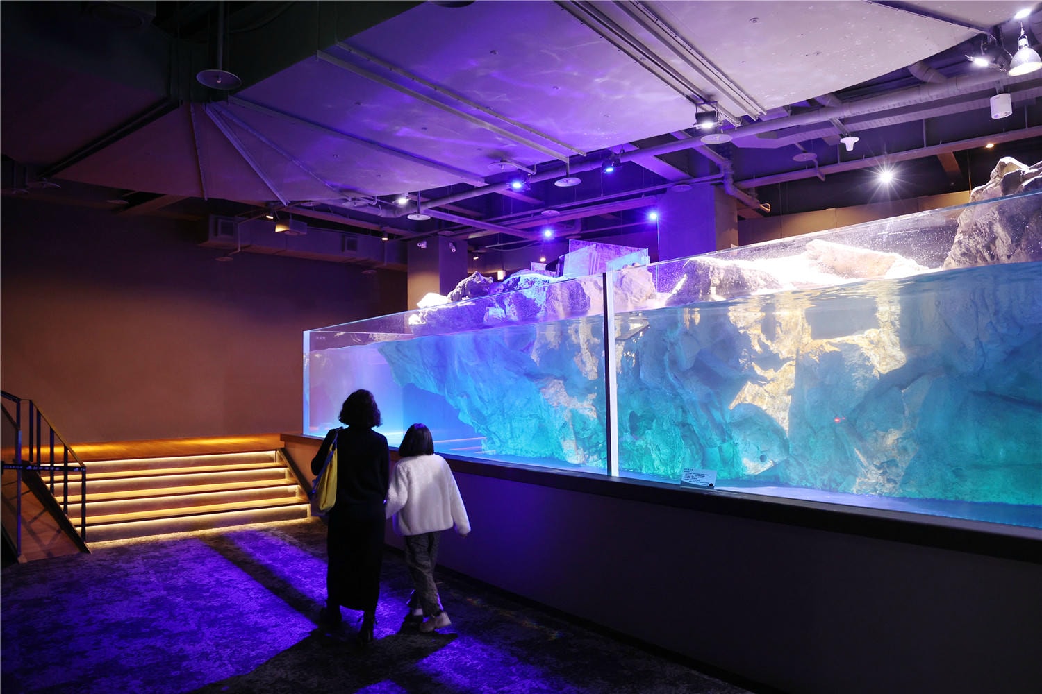 台中旅遊-台中海洋館 猶如海洋藝術展覽般的水族館丨企鵝隧道超吸睛