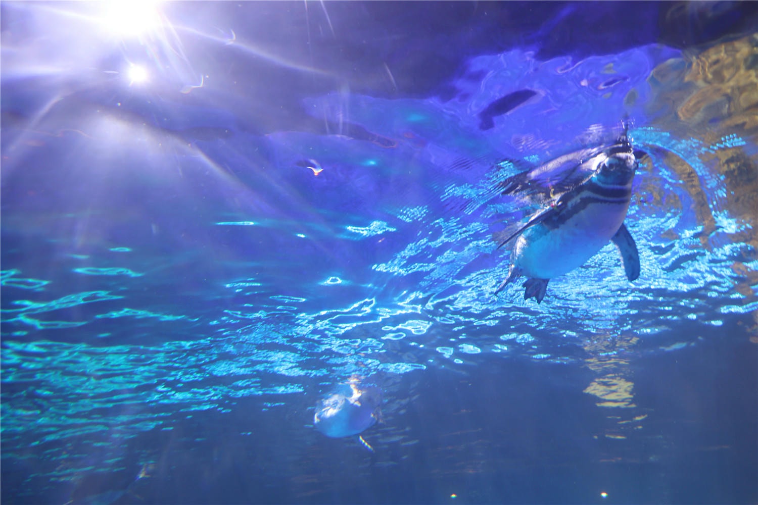 台中旅遊-台中海洋館 猶如海洋藝術展覽般的水族館丨企鵝隧道超吸睛