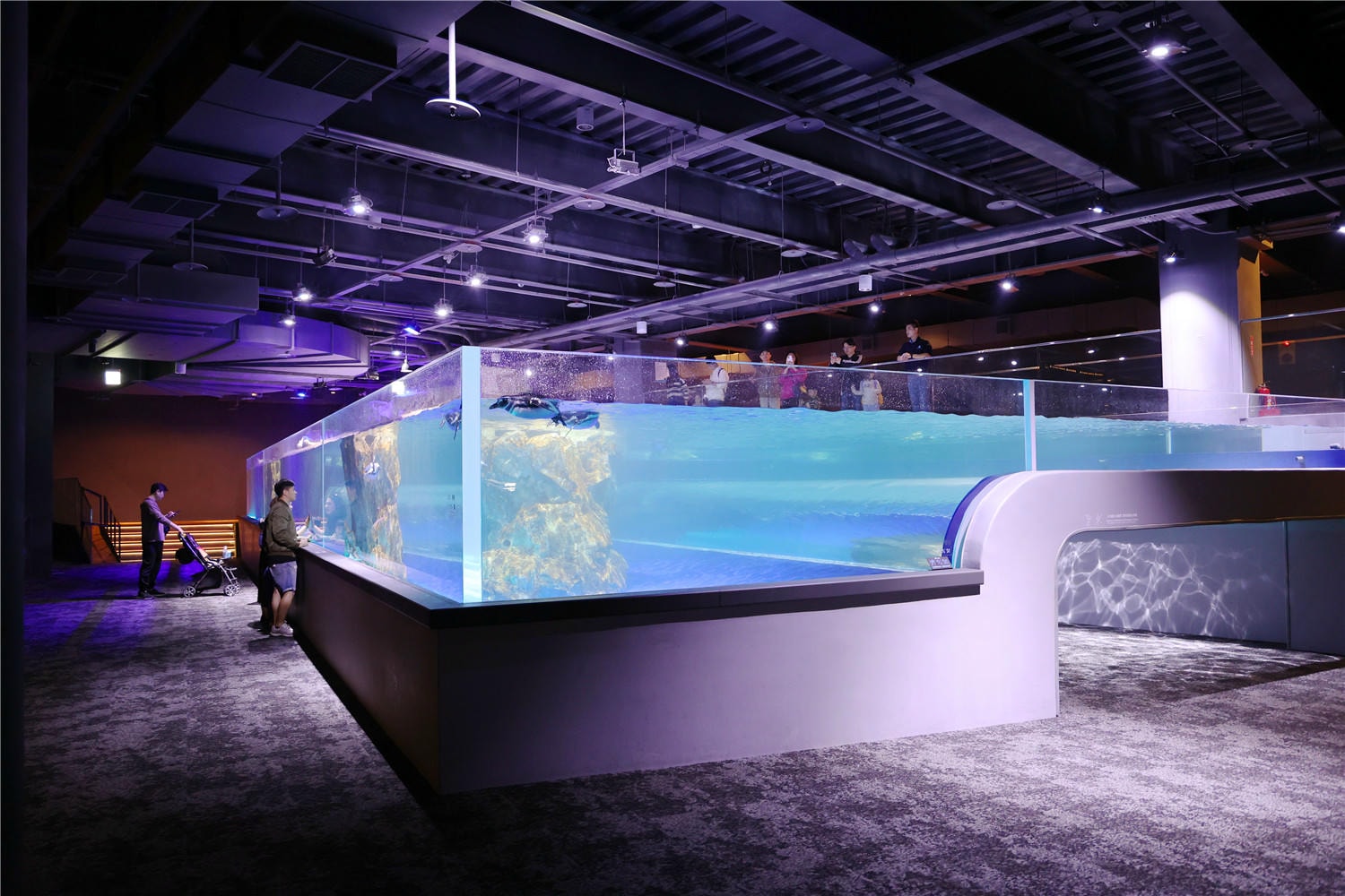 台中旅遊-台中海洋館 猶如海洋藝術展覽般的水族館丨企鵝隧道超吸睛