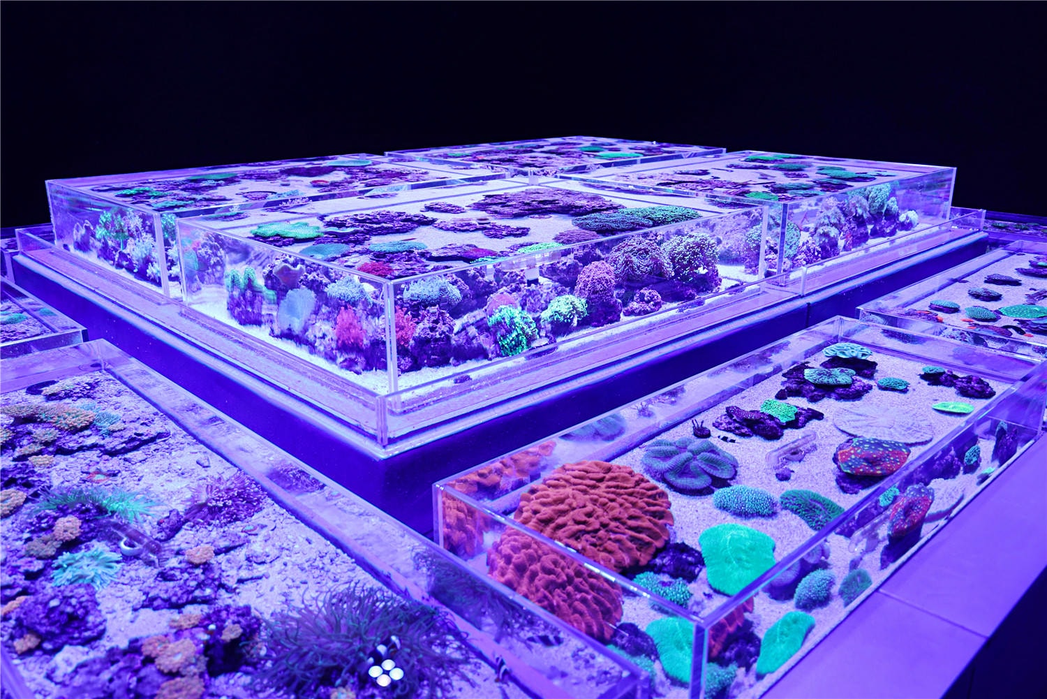 台中旅遊-台中海洋館 猶如海洋藝術展覽般的水族館丨企鵝隧道超吸睛