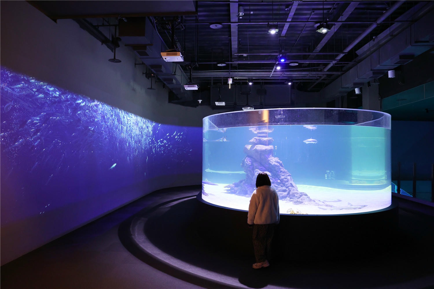 台中旅遊-台中海洋館 猶如海洋藝術展覽般的水族館丨企鵝隧道超吸睛