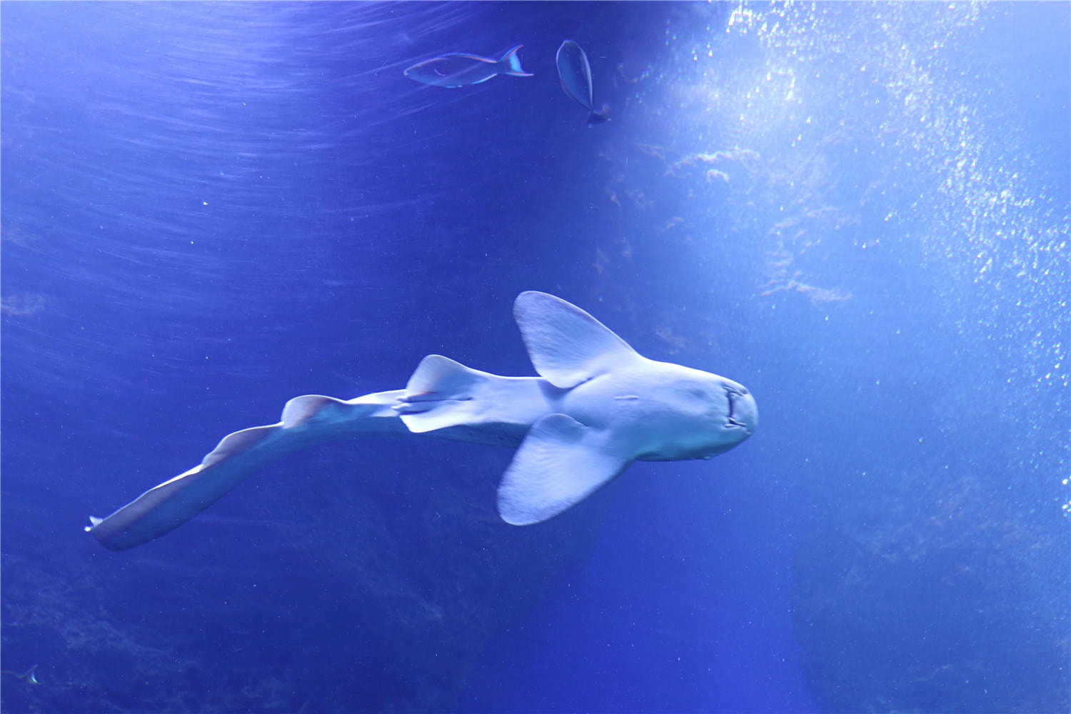 台中旅遊-台中海洋館 猶如海洋藝術展覽般的水族館丨企鵝隧道超吸睛