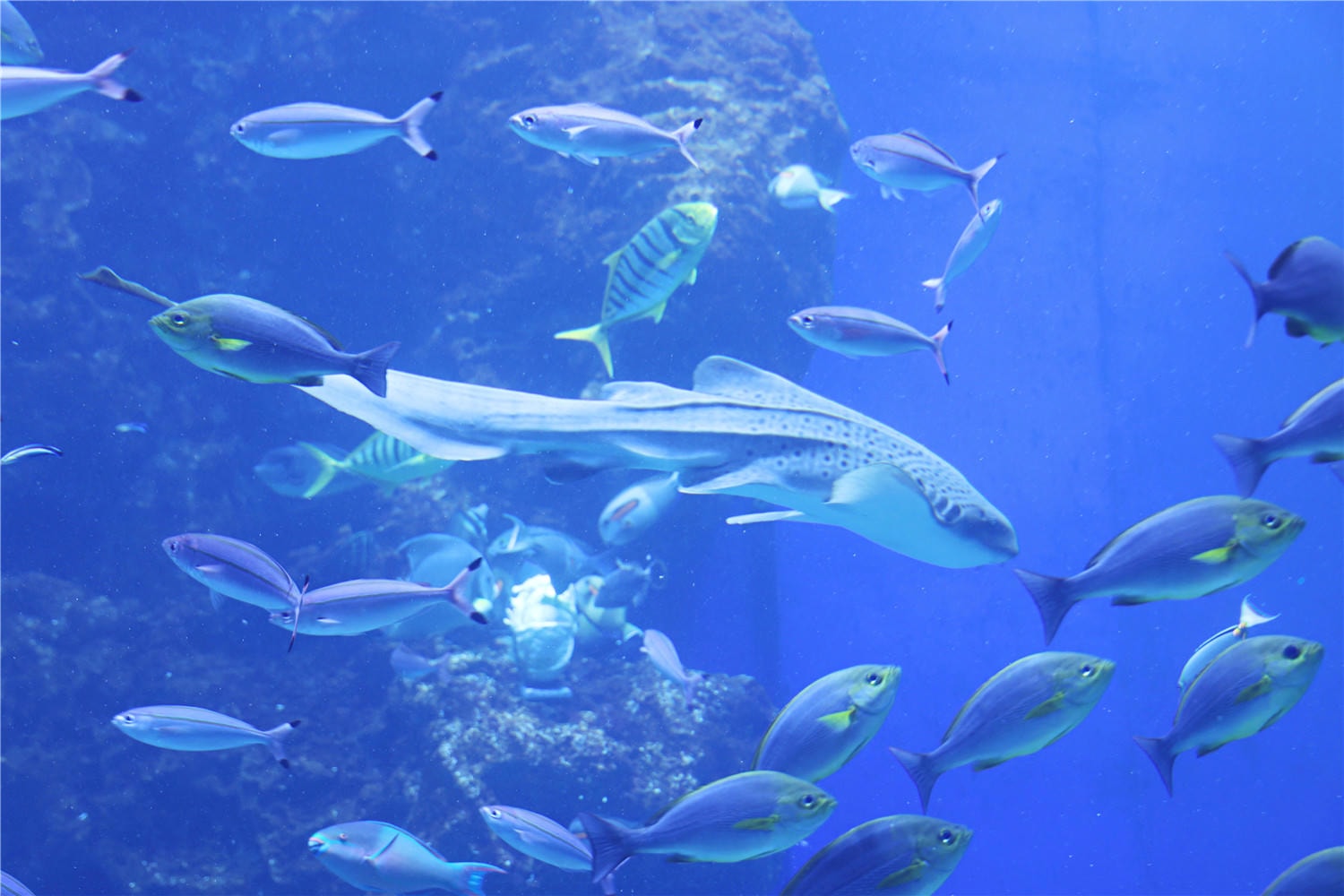 台中旅遊-台中海洋館 猶如海洋藝術展覽般的水族館丨企鵝隧道超吸睛